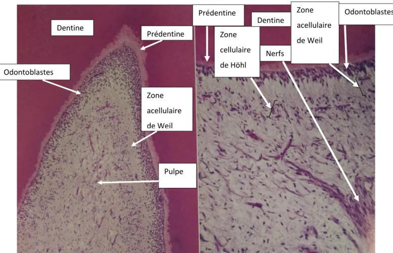 Figure 2 : Coupe histologique des différentes couches du complexe pulpo-dentinaire. 