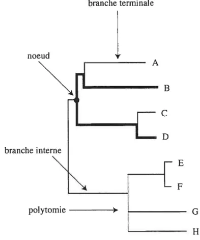 Figure 1. Arbre phylogénétique illustrant la terminologie utilisée