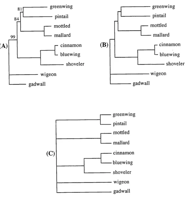 Figure 1. 1 Comparison of (A) the total evidence tree, (B) the average consensus tree, and (C) the strict consensus tree obtained from Omland’s (1994) data