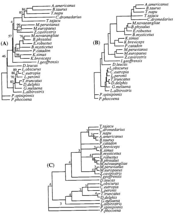 Figure 1. 2 Comparison of (A) the total evidence tree, (B) the average consensus tree, and (C) the majority rule consensus tree obtained from Messenger and McGuire’s (1997) data.