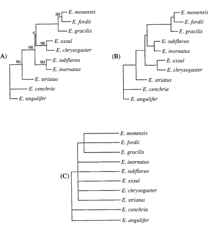 Figure 1. 3 Comparison of (A) the total evidence tree, (B) the average consensus tree, and (C) the strict consensus tree obtained from Kluge’s (1989) data
