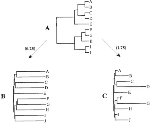 figure 2.1 Model topology (A) with different branch lengths and different evolutionary rates of change [slow (0.25) and rapid (1.75)] among branches