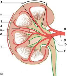 Figure 1: Anatomie du rein