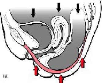 Figure   4:   Le   tonus   du   périnée   chez   la femme. D'après Segler 