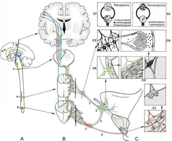 Figure 7: Innervation de la vessie et de l'urètre.D'après Buzelain 