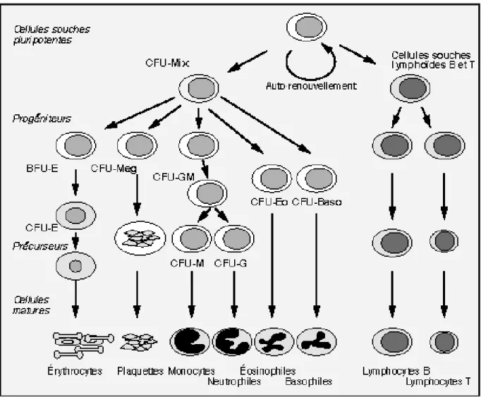 Figure 1 : Hématopoïèse et compartiments de l'hématopoïèse 