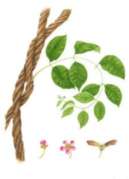 Figure  4  :  Samare,  fruit  de  l'ayahuasca  (d’après (26)) 