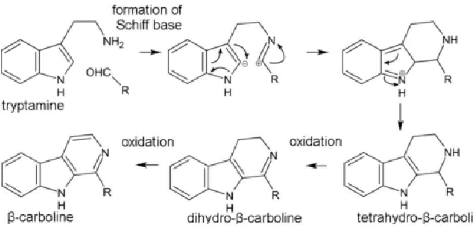 Figure 18 : Synthèse endogène des béta-carbolines (d’après Dewick, 2002) 