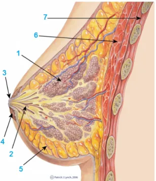 Figure 1: Schéma de l'anatomie du sein (10)
