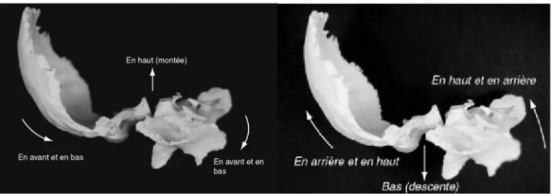 Figure 1  flexion/extension de la SSB d’après Ricard 