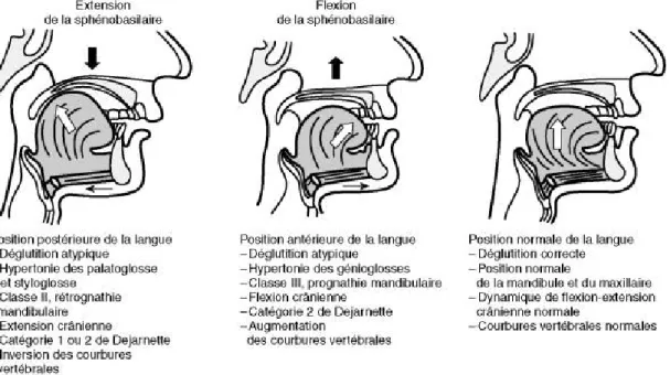 Figure 9 posture linguale d’après Ricard 