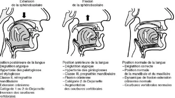 Figure 9 posture linguale d’après Ricard 