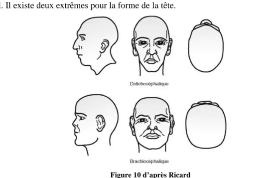 Figure 10 d’après Ricard 