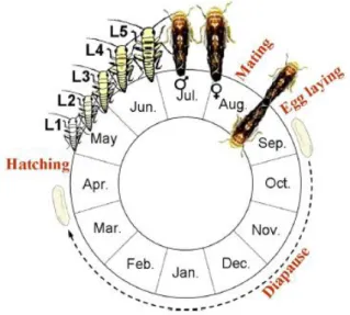 Figure 2 : Cycle de vie de Scaphoideus titanus  