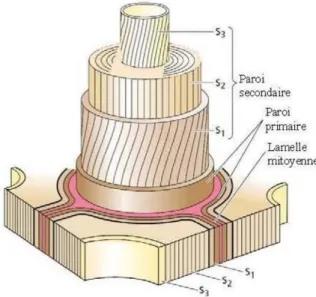 Figure 2.2 Structure de fibres de bois (Jaouen 2007) 