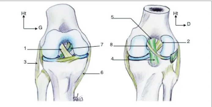 Figure 1: Ligaments croisés sur des vues antérieure (à gauche) et postérieure (à droite)  du genou, (avec résection des plans ligamentaires superficiels) 