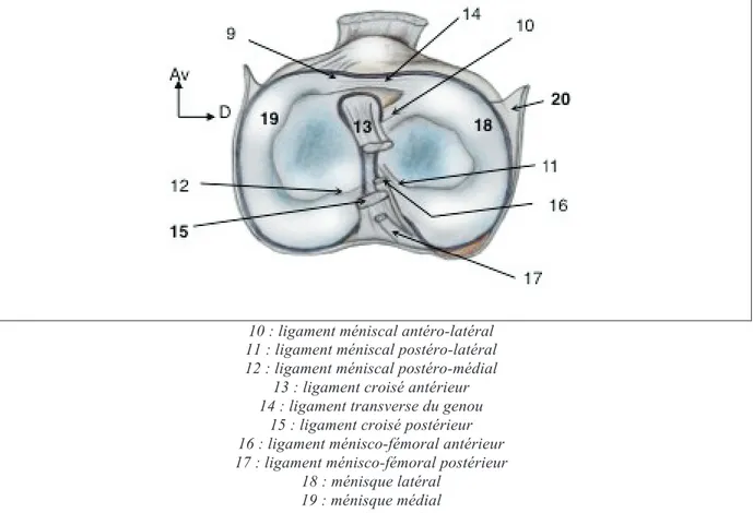 Figure 2: Les ménisques du genou, vue supérieure du plateau tibial 
