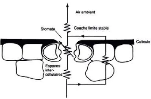 Figure 2.12 : Principales résistances rencontrées par une vapeur d’eau qui  diffuse hors de la feuille (Hopkins, 2003)