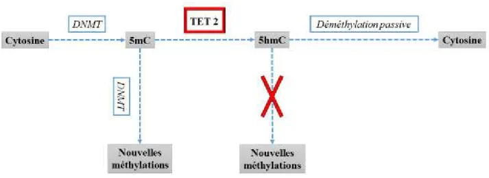 Figure 3 :  Déméthylation de l’ADN et rôle de TET2, modifiée de Abdel-Wahab O et al. (15) 