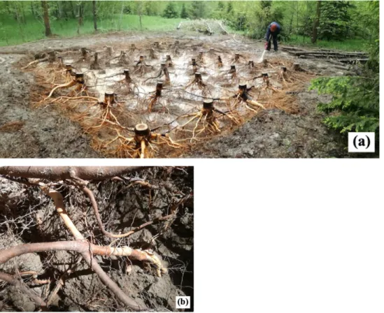 Figure 2.2 Photographs of (a) hydraulic excavation of a 1 x 1 m plot of clone 747215  (Populus balsamifera x  Populus trichocarpa), and (b) Root graft example between  hybrid poplar trees under the 1 x 1 m spacing for clone 915319 (Populus maximowiczii  x 
