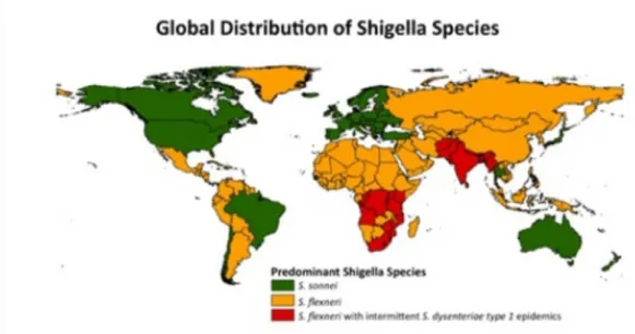 Figure 1. Répartition des espèces de Shigella spp. (11)
