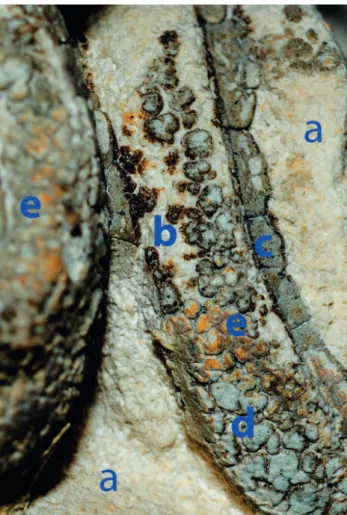 Fig. 6. Ange 1D4, détail de la chevelure : a) pierre ; b) sous-couche  marron ; c) sous-couche grise ; d) couche d’apprêt ; e) couche  colorée (cl
