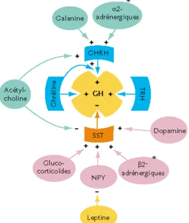 Figure 3 : Systèmes régulateurs de la sécrétion de GH