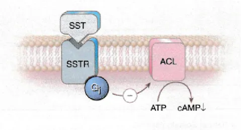 Figure 6 : Diminution de l'AMPcyclique après fixation de la  somatostatine sur son récepteur
