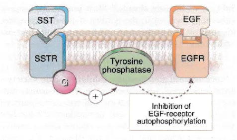 Figure 7 : Augmentation de l'activité de la tyrosine phosphatase  après fixation de la somatostatine sur son récepteur