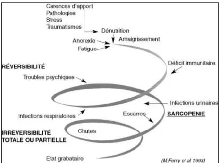 Figure 1 : « spirale de la dénutrition », d’après Ferry &amp;al. (111) 