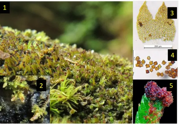 Figure 2.1. Habit and features of C. hellerianus (Nees ex Lindenb.) Meyl. 1. Habitat,  2