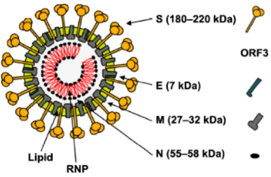 Figure 1.  Schematic representation of the structure of porcine epidemic diarrhea viral  particle
