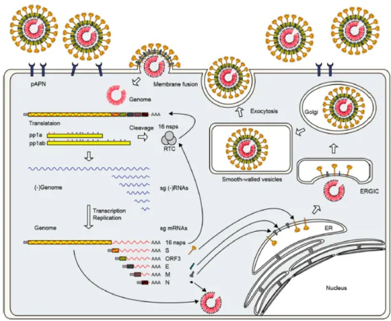 Figure 3.  Overview of porcine epidemic diarrhea viral life cycle. PEDV binds its host  cell using he spike protein