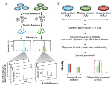 Figure 5.  Labeled and label-free quantitative proteomics. (A) Spectral counting–based  label  free  quantification  (LFQ)  techniques  for  identification  and  quantitation  using  MS/MS  spectra