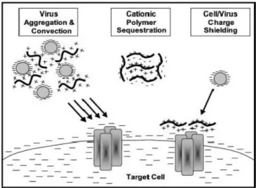 Figure 6.  Biophysical model of electrostatic interactions between the virus, target cell,  and  charged  polymer