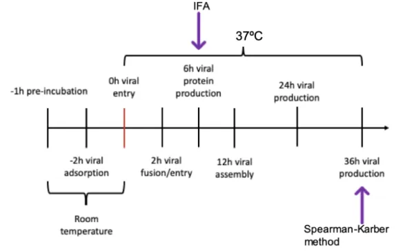 Figure 7.  Schematic chart of the experimental procedure, for evaluation of polycations  effect on PEDV infectivity, at different times p.i