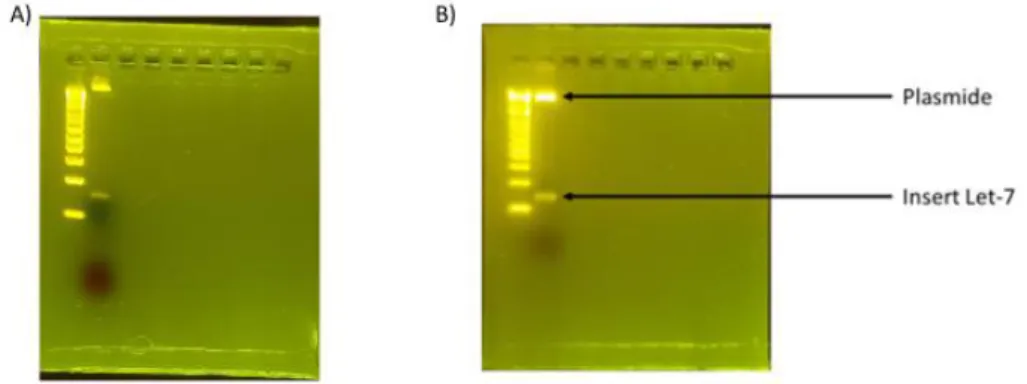 Figure 4 : Gel de vérification de l’extraction par taille sur la fraction de l’insert de Let-7 selon  A) la méthode d’ultracentrifugation ou B) le kit de billes magnétiques