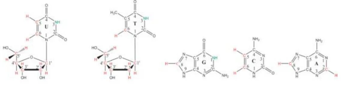 Figure 2 : Liste des sondes carbone, proton et azote classiquement exploitées en  RMN des acides nucléiques, adapté de [4]