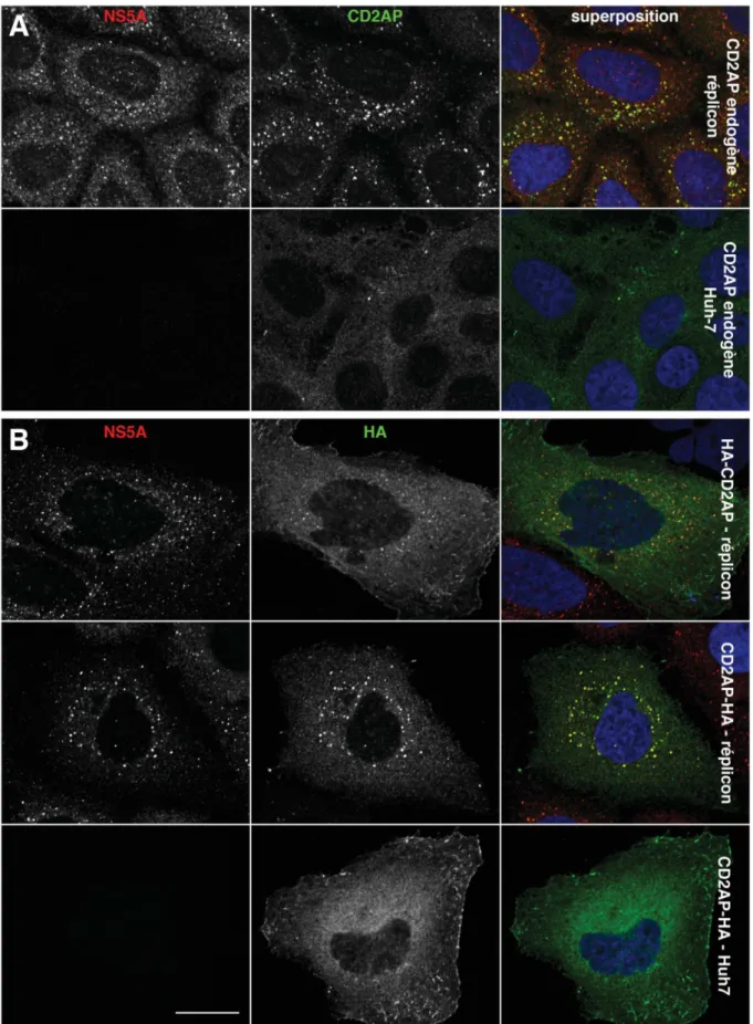 Figure 3. Localisation intracellulaire de CD2AP. (A)  Des cellules Huh-7 naïves ou contenant le réplicon ont  été  immunomarquées  avec  des  anticorps  anti-CD2AP  et  anti-NS5A