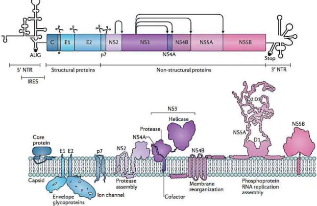 Figure  1.  Organisation  moléculaire  du  virus  de  l’hépatite  C.  Schéma  du  génome  et  détail  des  protéines  structurales et non structurales du HCV et de leurs fonctions