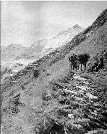 Figure 4. Boisement de Laou d’Esbas  (Haut Comminges).Transport  à dos de  mule des plants forestiers sur le chantier  (source  CNRS : photo n° 2047,  BD  Gaussen 1936)
