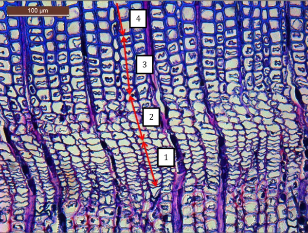 Figure 2: Example of cellular phases of tracheid formation: 1 is cambial cells, 2 is enlarging cells, 3 is  cell-wall lignification cells and 4 is mature cells