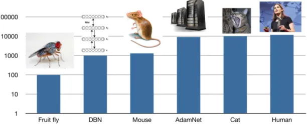Figure 3.2 – Average number of connections per neuron in animals and machine learning mod- mod-els: Part of the success of machine learning models despite their low number of neurons may be due to the comparatively high number of connections between neuron