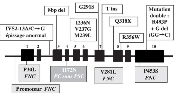Figure 9. Mutations ponctuelles du gène CYP21A2 