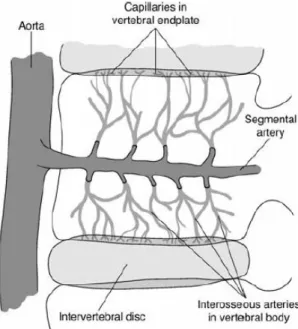 Figure 5:  Vascularisation du disque par diffusion à partir des artères segmentaires puis interosseuses des corps  vertébraux via les plateaux vertébraux cartilagineux