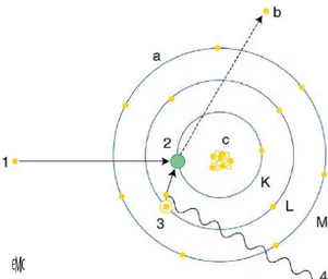 Figure  12:  Phénomène  de  collision  :  Les  interactions  entre  les  électrons  du  courant-tube  (1)  et  les  électrons  périphériques de l’atome de tungstène de la cible anodique (2) aboutissent à l’expulsion de l’électron (b) et à un  réarrangement