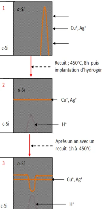 Figure 3.1  Procédure expérimentale mettant en évidence les différentes étapes  de la  préparation de l'échantillon