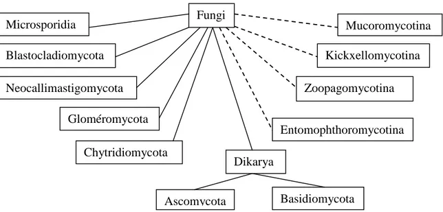 Figure 1 : Taxonomie des champignons Fungi MicrosporidiaBlastocladiomycotaNeocallimastigomycotaChytridiomycotaGloméromycota BasidiomycotaAscomycotaDikarya MucoromycotinaKickxellomycotinaZoopagomycotinaEntomophthoromycotina