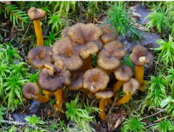 Figure 6 : Craterellus tubaeformis (Chanterelle en tube) 