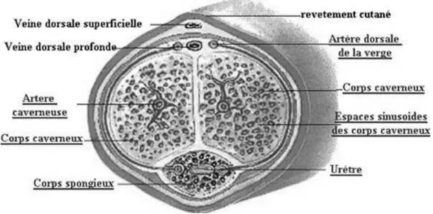 Figure 1 : Coupe transverse de verge, urètre pénien. 